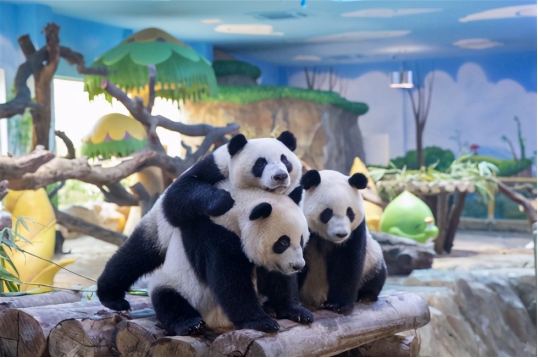 广州长隆野生动物园门票大熊猫,广州长隆野生动物园攻略熊猫