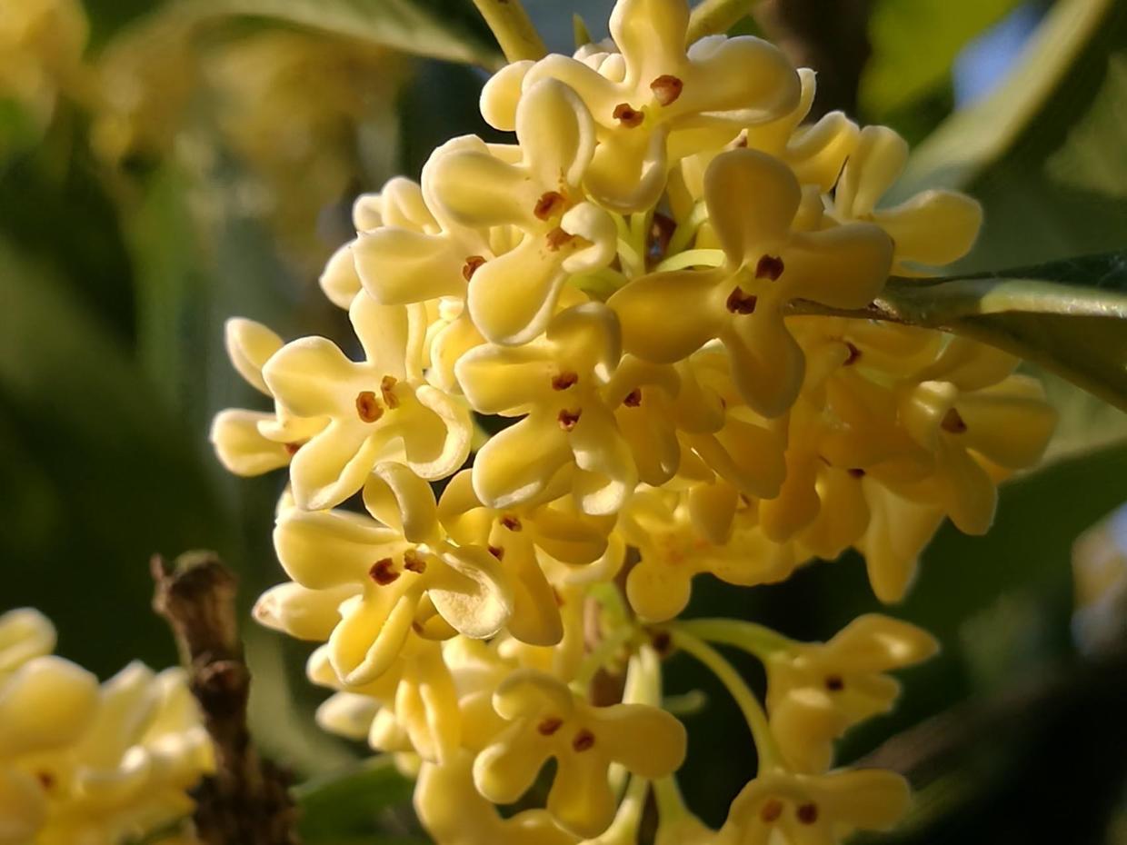 家里养了6种花,花香飘满屋,置身于大自然,心旷神怡