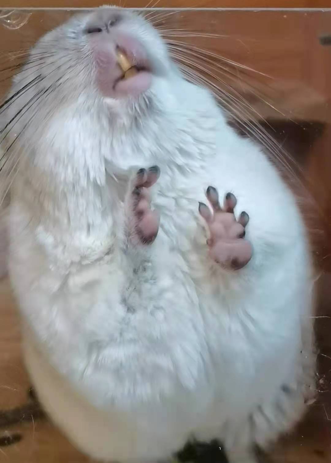 心药讲的什么,心药语音视频