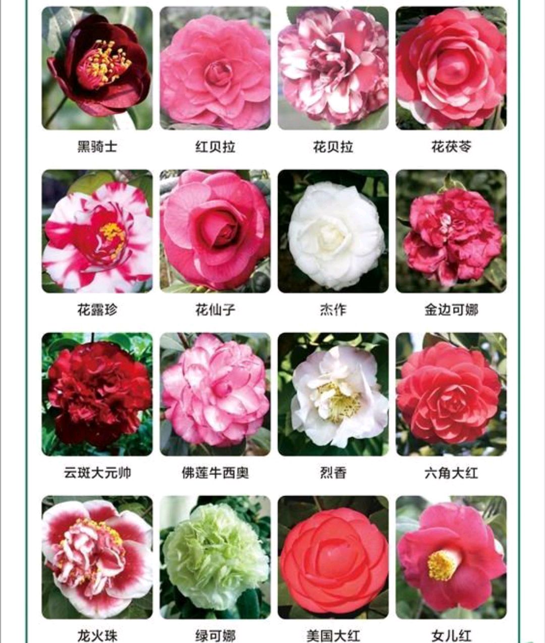 这8种花你不要乱浇水,新手种花品种推荐