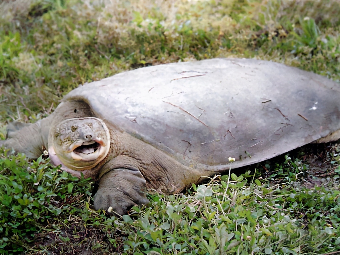 龟类大百科,大眼睛龟类
