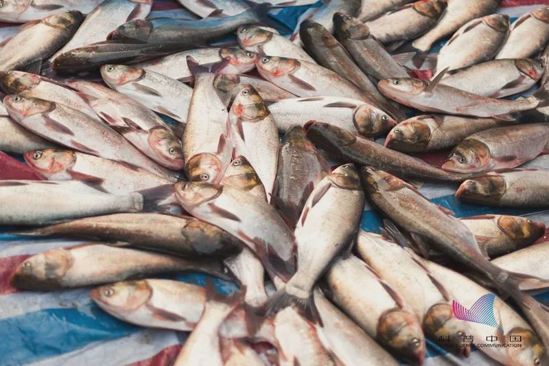 柴油味的鱼吃了会中毒吗,警惕这种鱼不能乱吃有剧毒