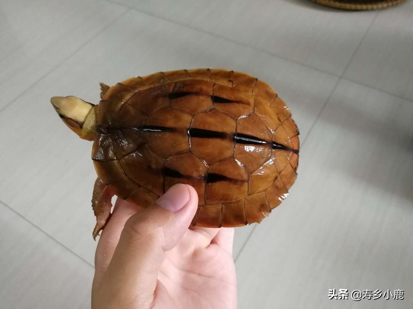 三线闭壳金钱龟为什么这么贵,金钱龟跟三线闭壳金钱龟区别