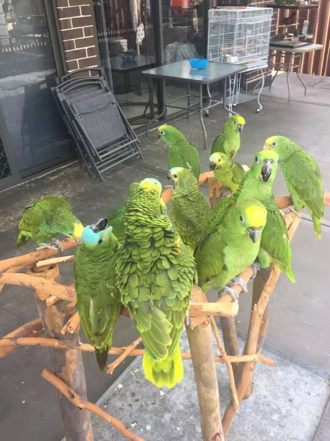 厨子逛澳洲鸟市，一对金刚鹦鹉只卖6000澳元，大家看看值不值？