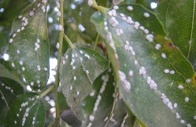 介壳虫怎么治效果最好,介壳虫最有效的治疗方法