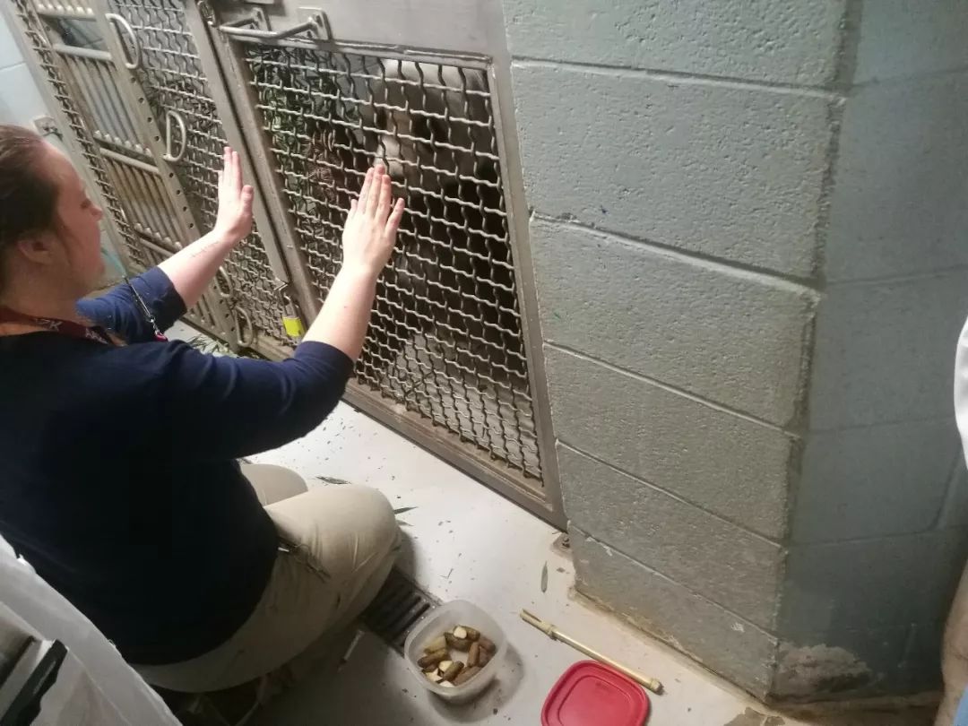 亚特兰大动物园,亚特兰大动物园和华盛顿动物园