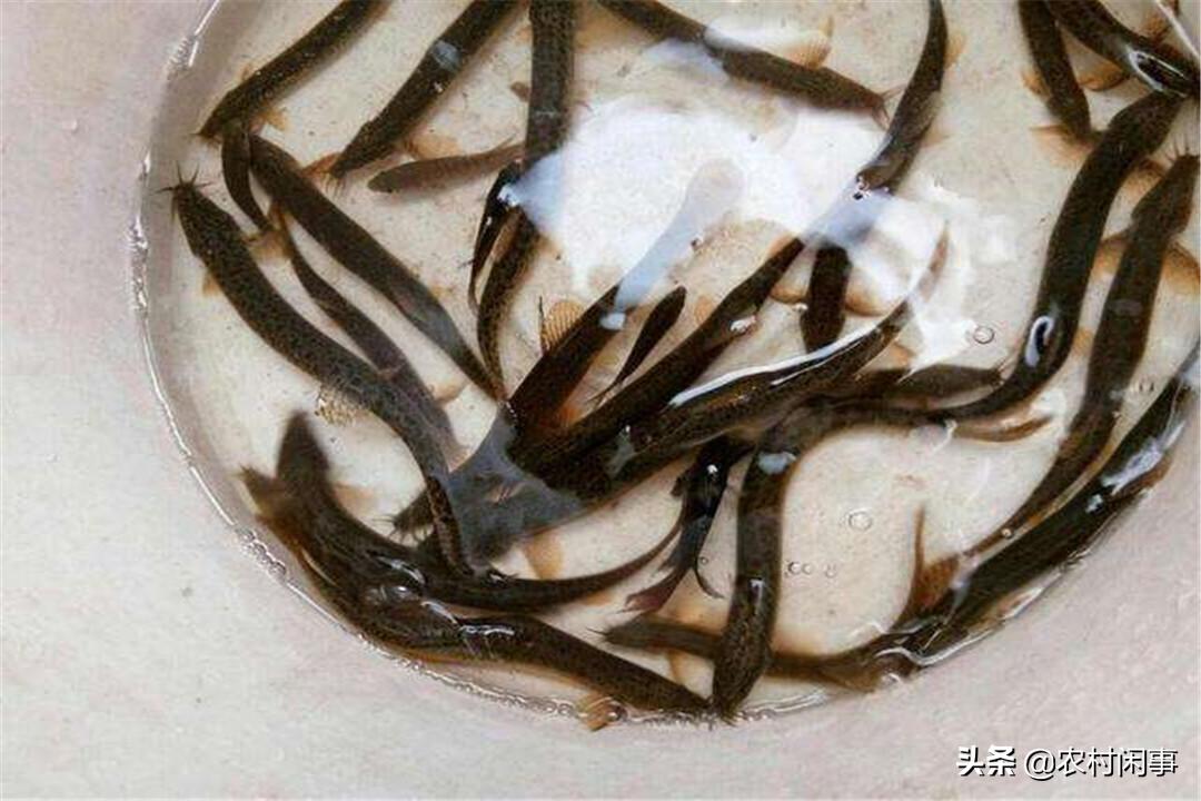 泥鳅养殖需要哪些条件和要求,泥鳅养殖要哪些条件