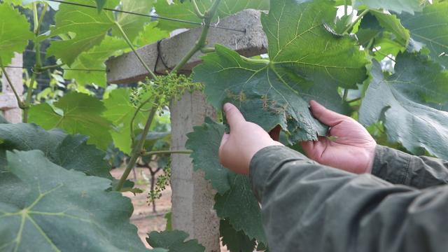 红提的坏处,红提常见病图片