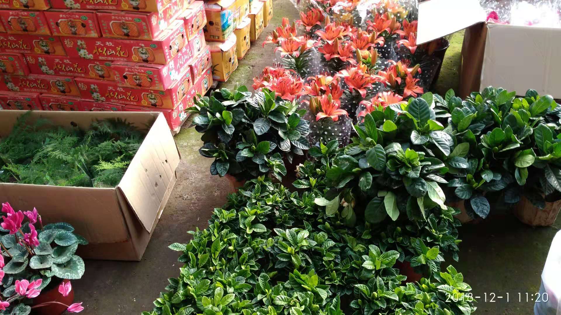 沈阳花卉市场扔花的地方,沈阳花卉市场