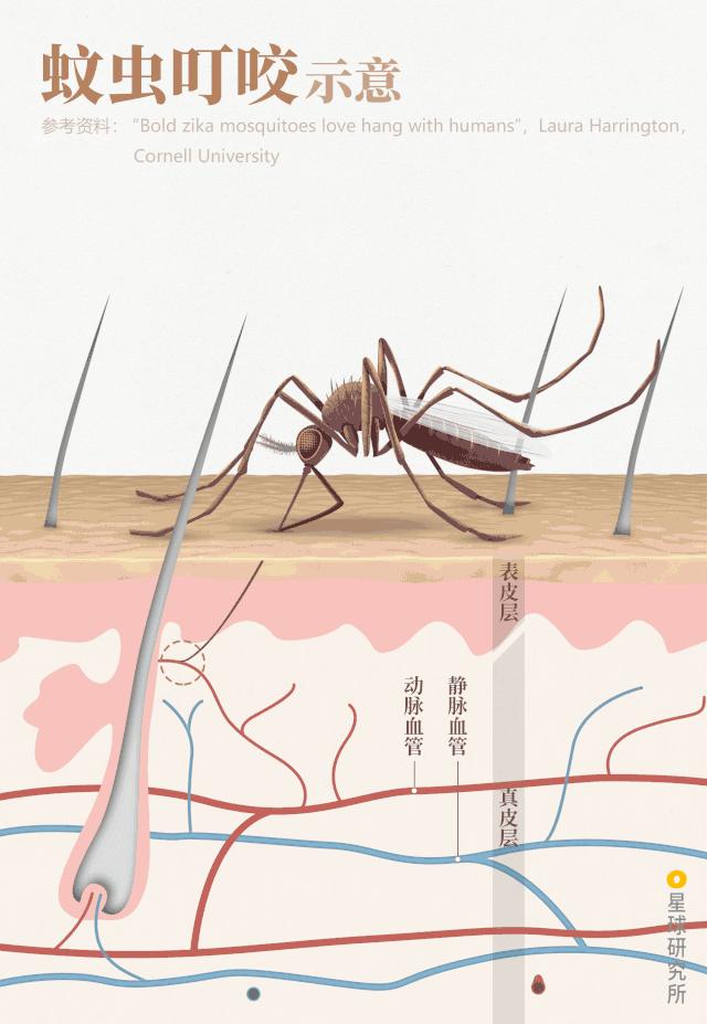 感染病毒后的168小时,你的体内都发生了什么?