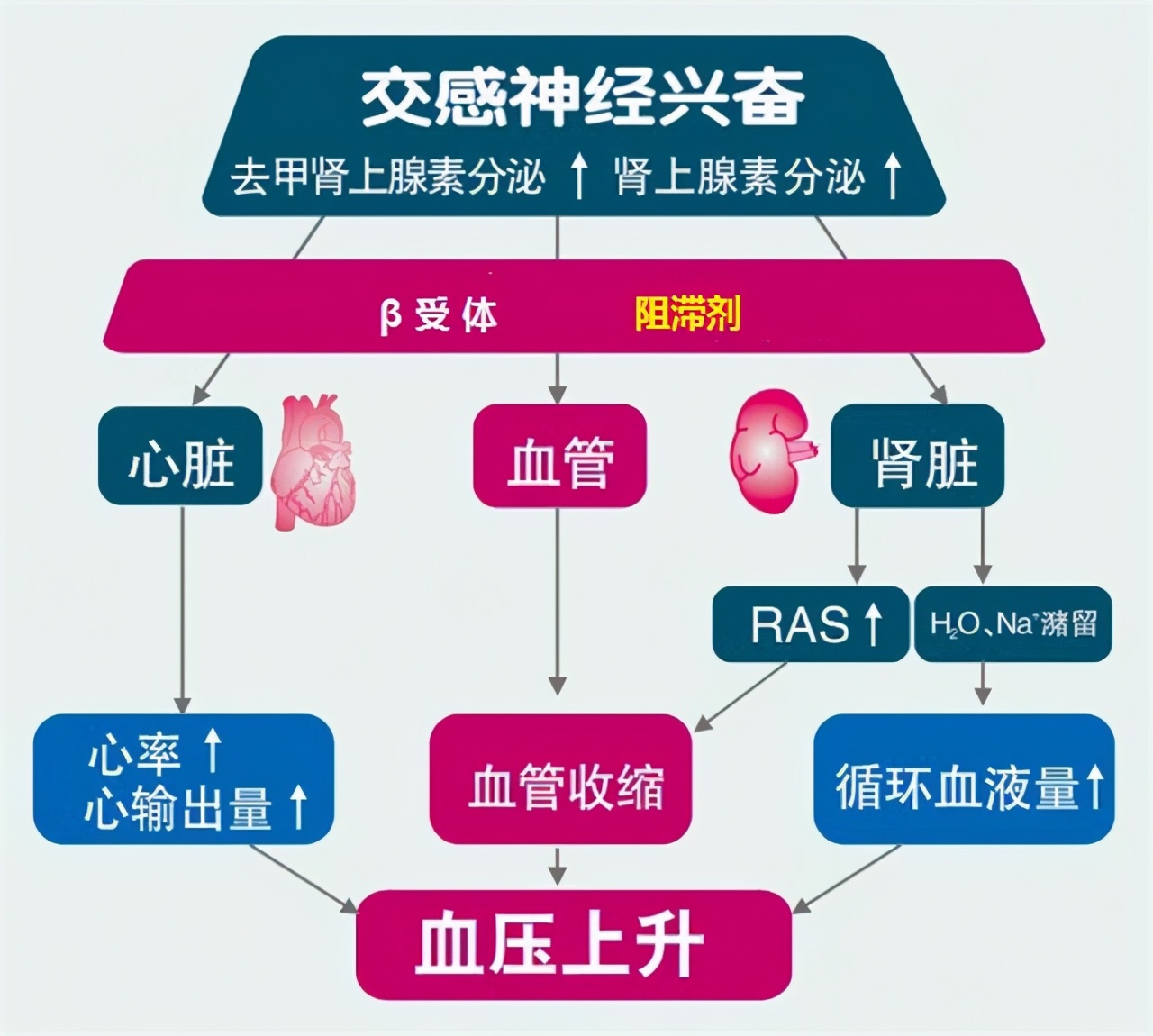 紧急情况下高血压应该如何降压,高血压低压高的原因及治疗方法