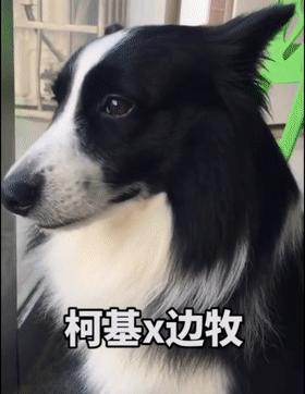 柯基和柯基生出的宝宝长得像吗,来看看柯基强大的基因