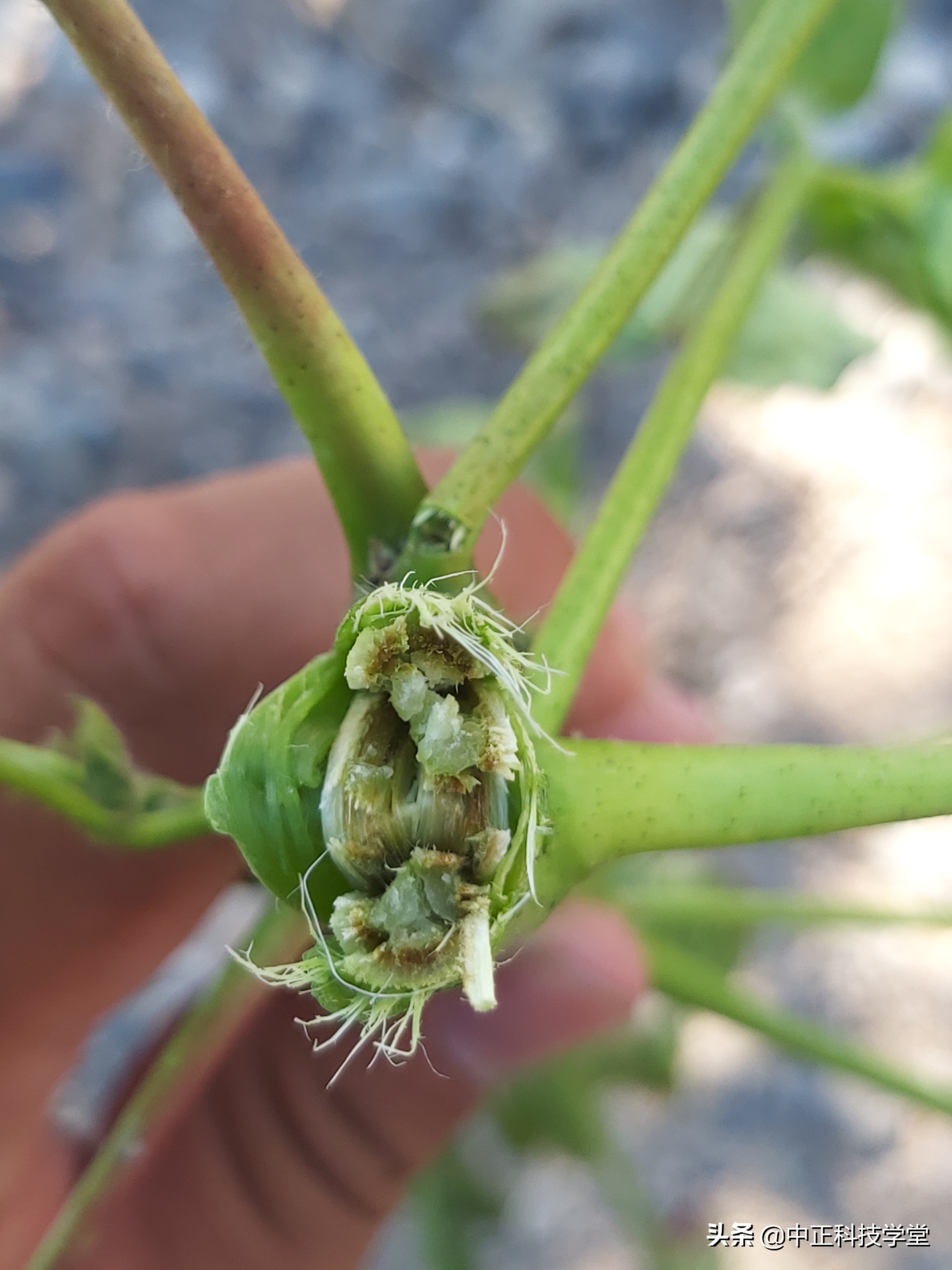 棉花黄萎病最有效的控制方法,棉花黄萎病怎样治
