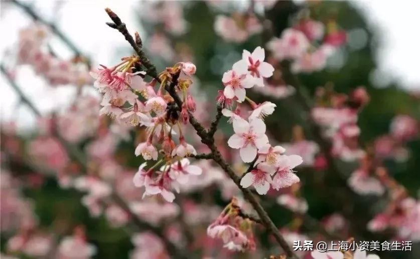 顾村公园一年一度赏樱,顾村公园赏樱点