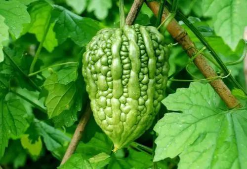 2022年野生菌什么时候大量上市 (山里的野菌样品及价格)