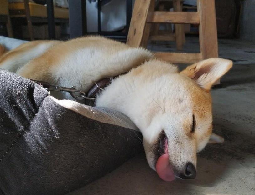 祝狗狗幸福的句子,狗狗的不同睡姿代表什么