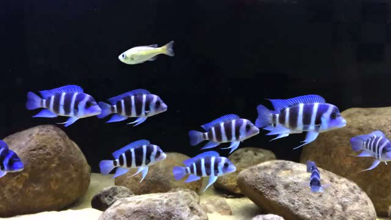 鱼百科大全图片,萨伊蓝六间价格