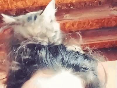 猫咪意外中毒怎么办,猫咪中毒怎么解救