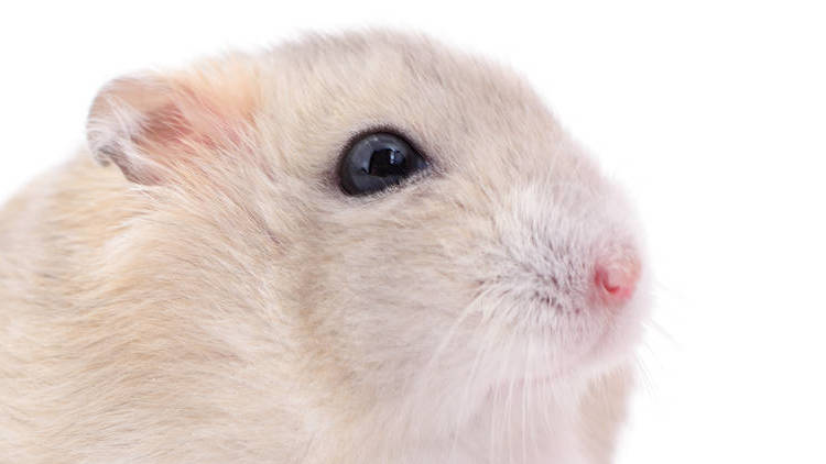 养仓鼠的十大禁忌,养仓鼠的十大禁忌入门必知