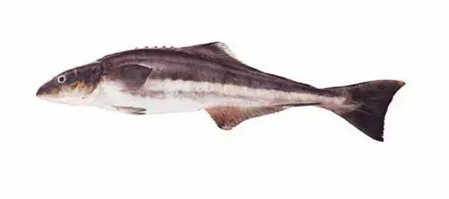 世界顶级海鲜鱼类,史上最完整鱼类海鲜图鉴