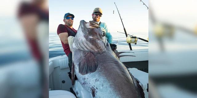 潜水赶海捉到超大石斑鱼,赶海抓到的最大石斑鱼