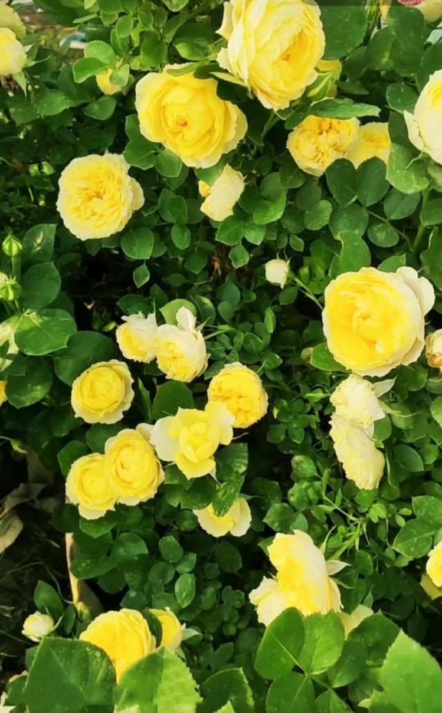 夏天美丽的花,漂亮的花儿开放时间