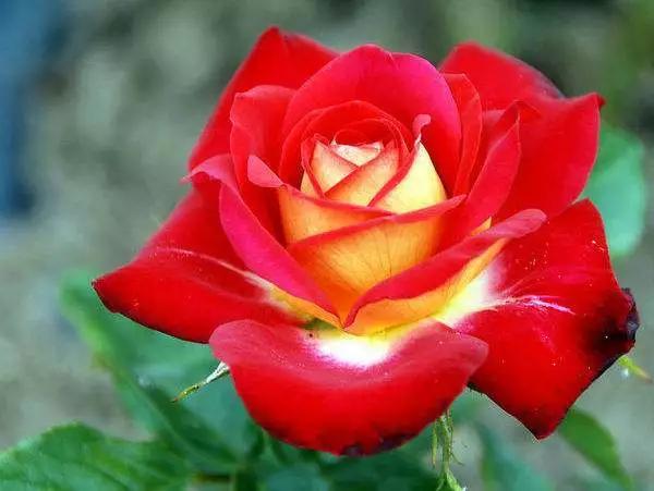 庭院植物搭配效果图,中式庭院景观植物搭配