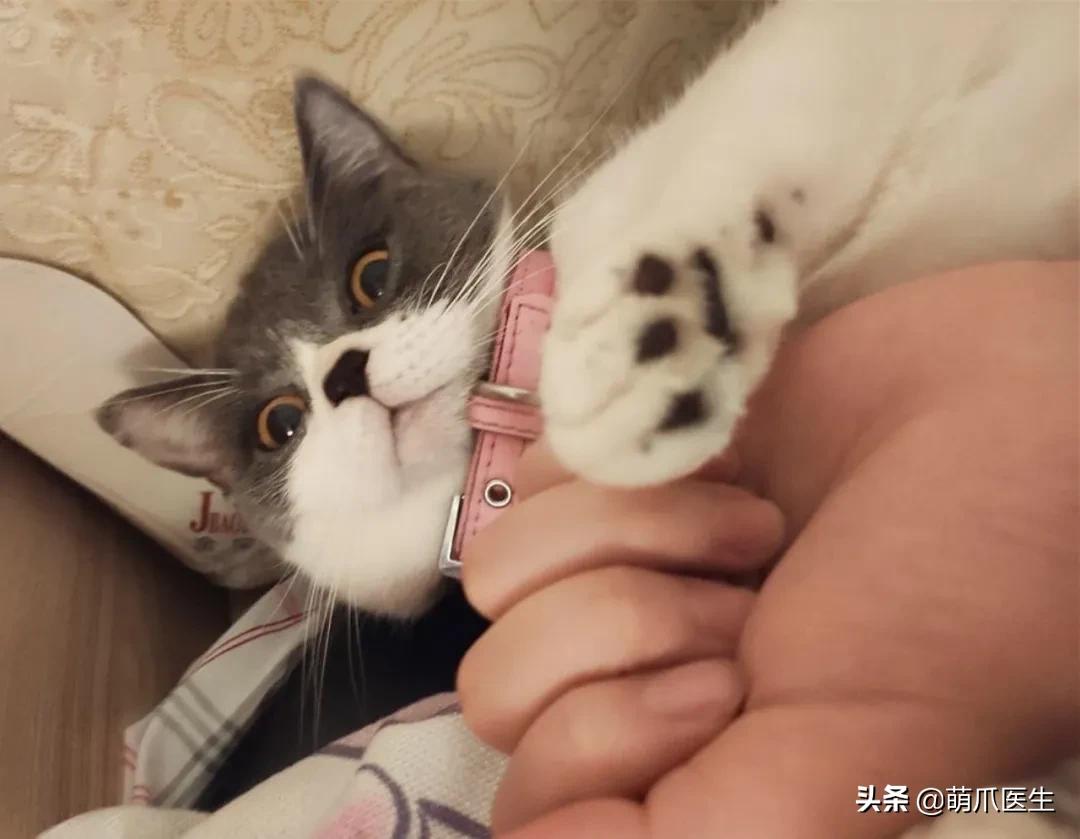猫咪长大后还认得出兄弟姐妹吗,猫咪长大还记得自己的同胞兄弟吗