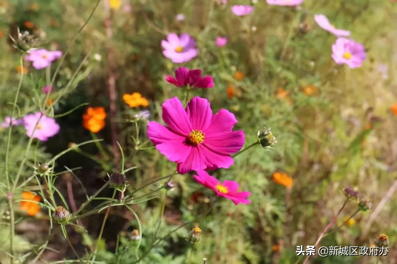乡村振兴绿色田园景色如画,小康美丽乡村