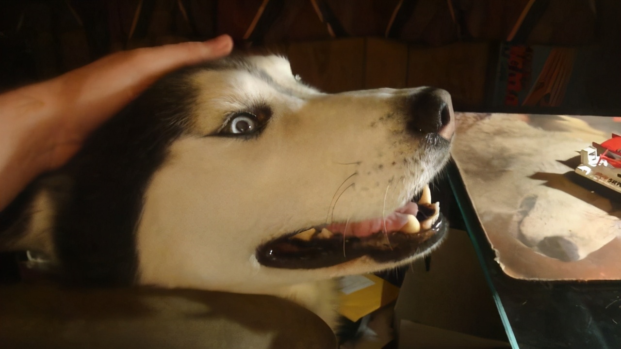 狗狗按摩方法：给狗狗来一套“马杀鸡”，让它更爱你