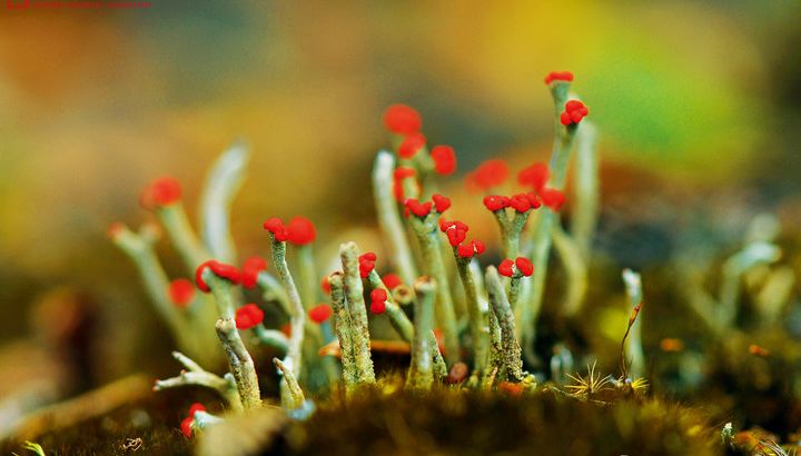 Hreinást植序:地衣是什么?怎么应用到护肤品上了?