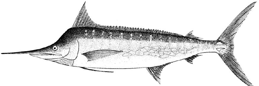 海洋中的剑鱼和旗鱼,海洋中速度最快的剑鱼