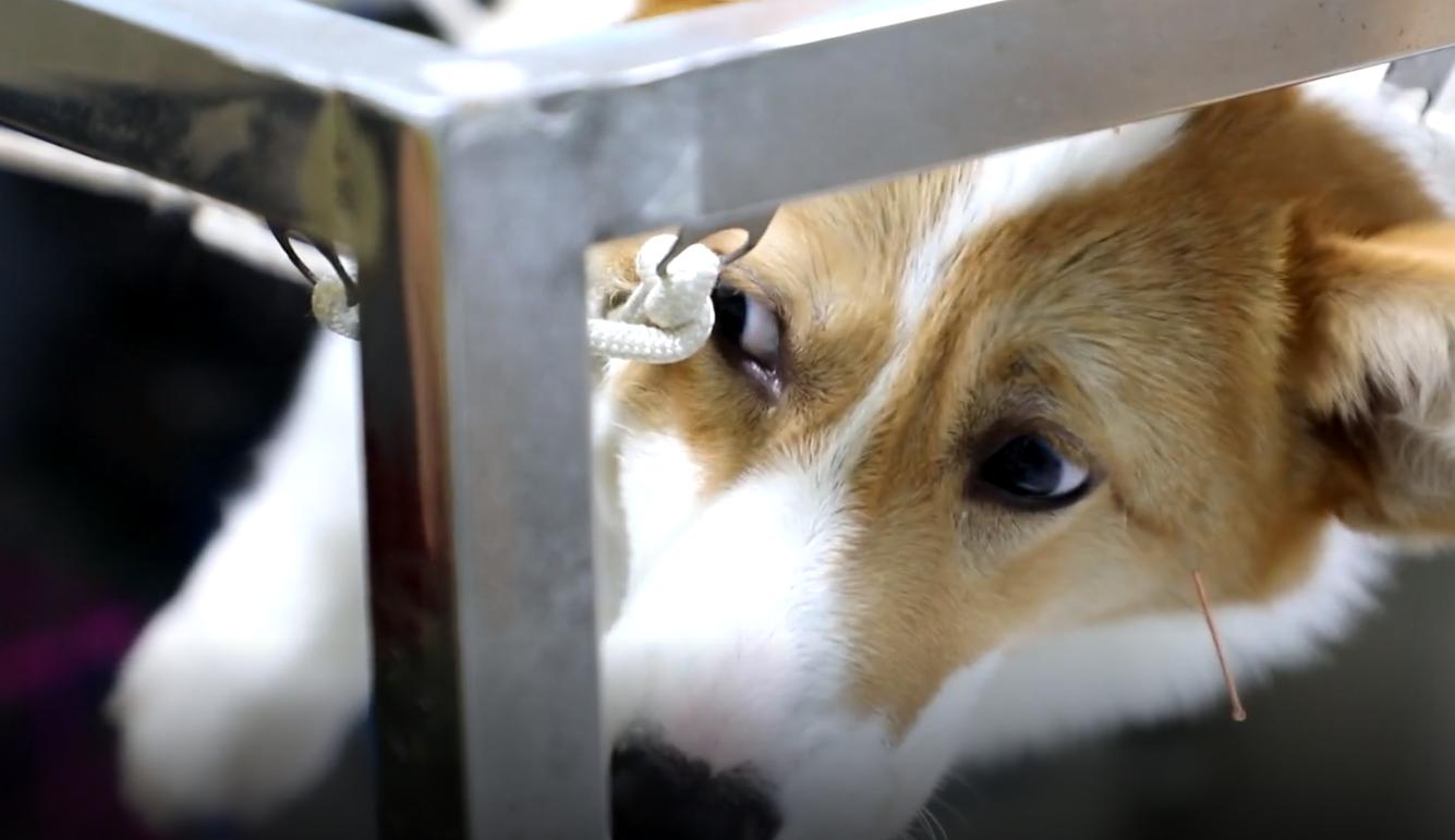 柯基狗狗安乐死,河南柯基无偿领养