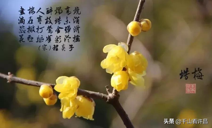 2024年鄢陵腊梅梅花文化节地址,第二年鄢陵花博园腊梅展