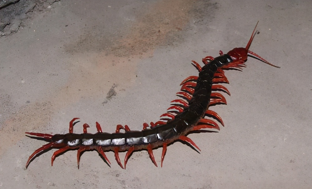 有剧毒的蜈蚣为什么怕公鸡,蜈蚣这么毒性为什么不毒死公鸡