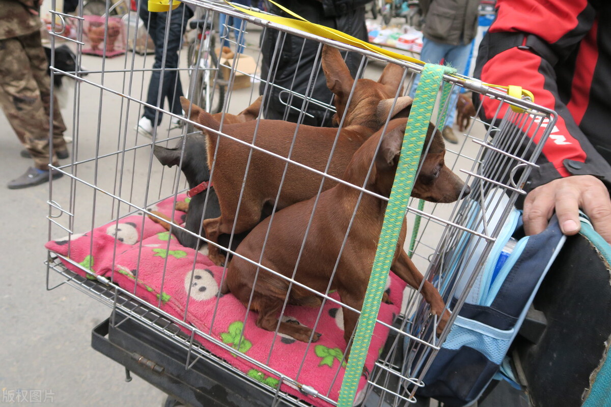 养狗首选的3种狗既便宜又好养,新手养狗选择哪种狗便宜又好