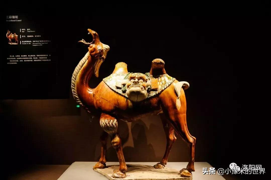 河南洛阳发布最新通知,洛阳牡丹花会向全世界发出邀请