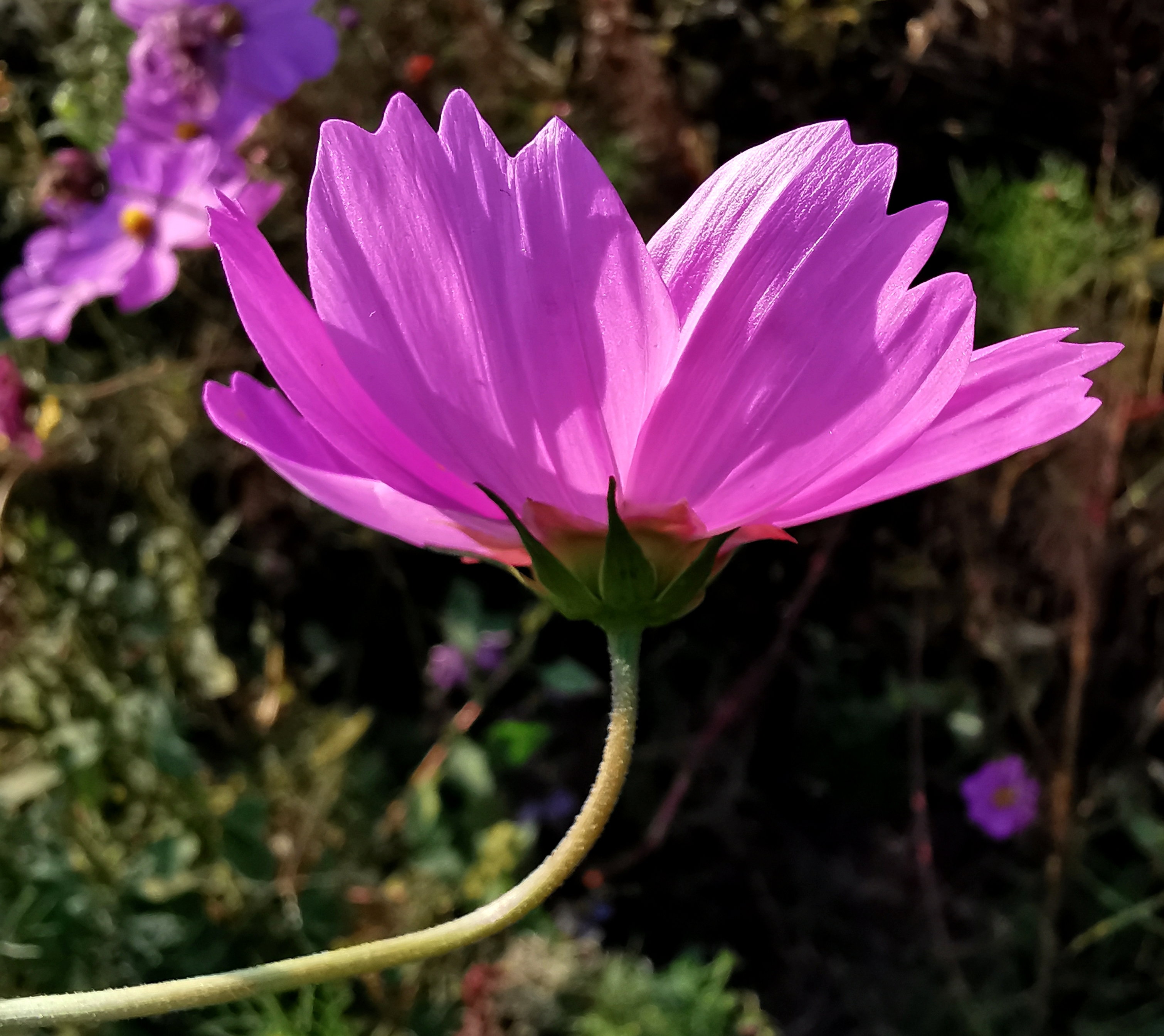 长虹公园小花美（手机拍）
