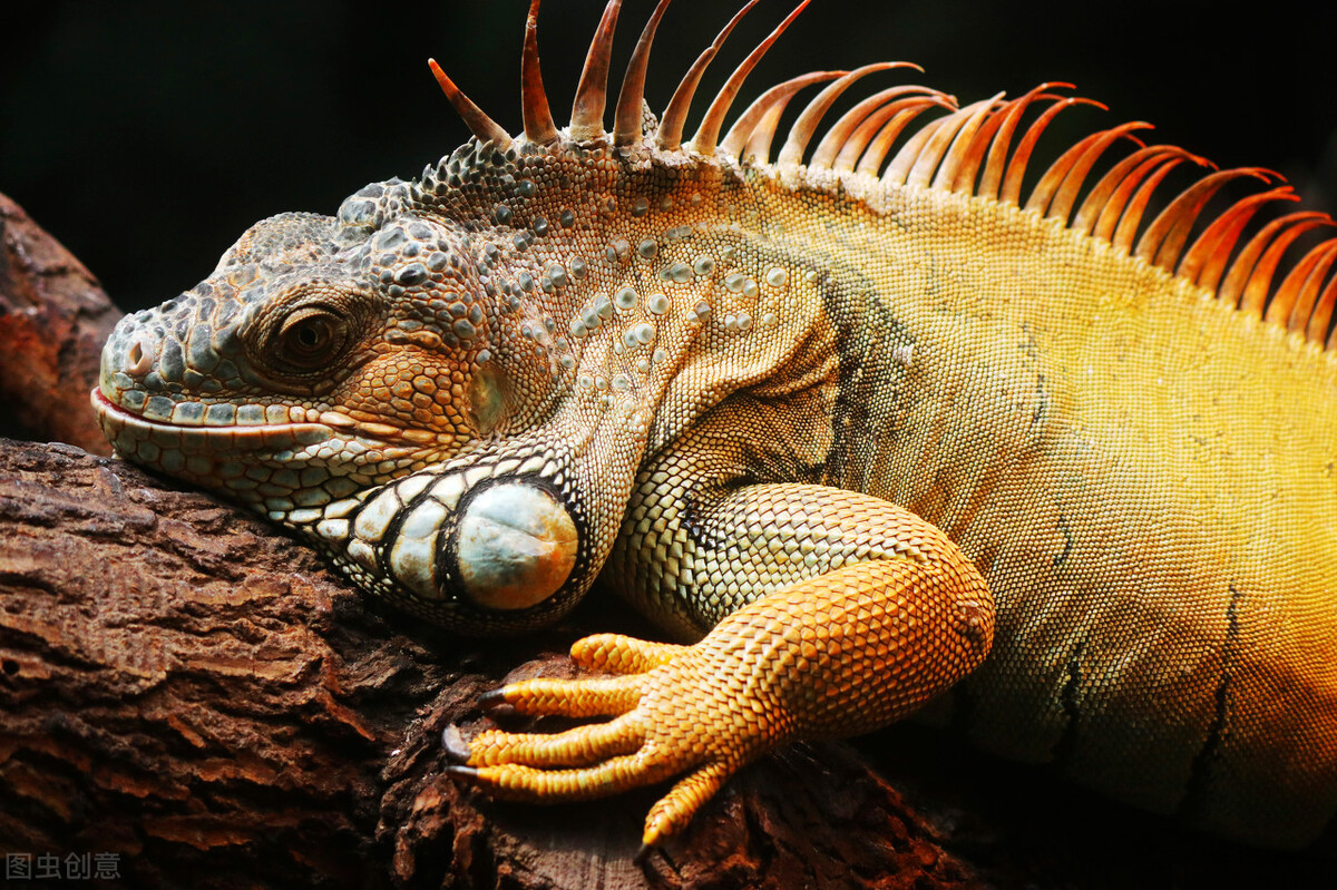 人类尿道和精子是一个通道吗,爬行动物是体内生殖还是体外生殖