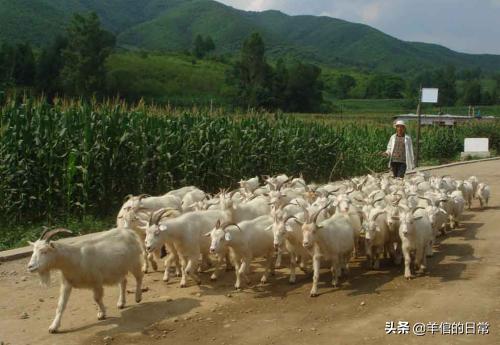 绵羊养殖技巧教学,绵羊的正确养殖方法
