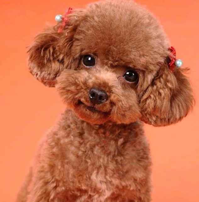 泰迪犬这几个行为就是在向你报恩,泰迪有这6种行为说明已经爱上你