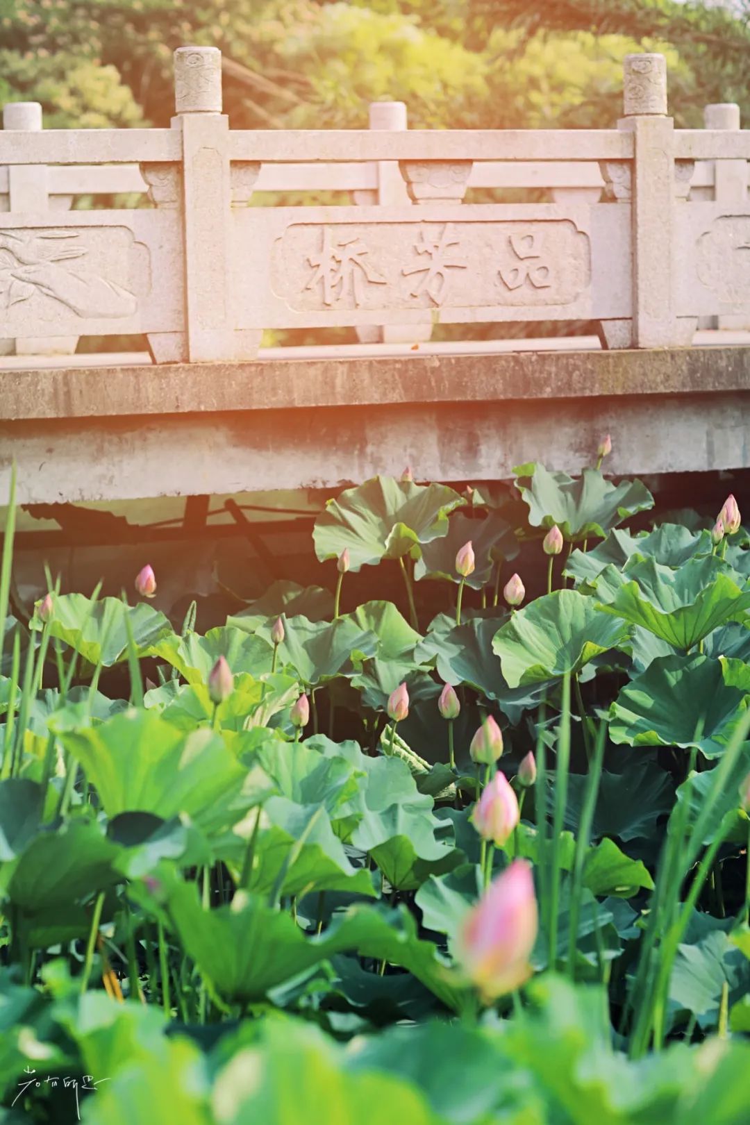 娌欏娴滈鏅尯鑺辨捣,娌欏娴滅殑绱壊鑺辨捣