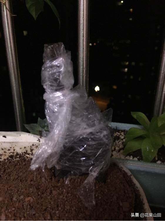 金弹子生桩来芽后能不能晒太阳,金弹子冬天缠膜后多久发芽