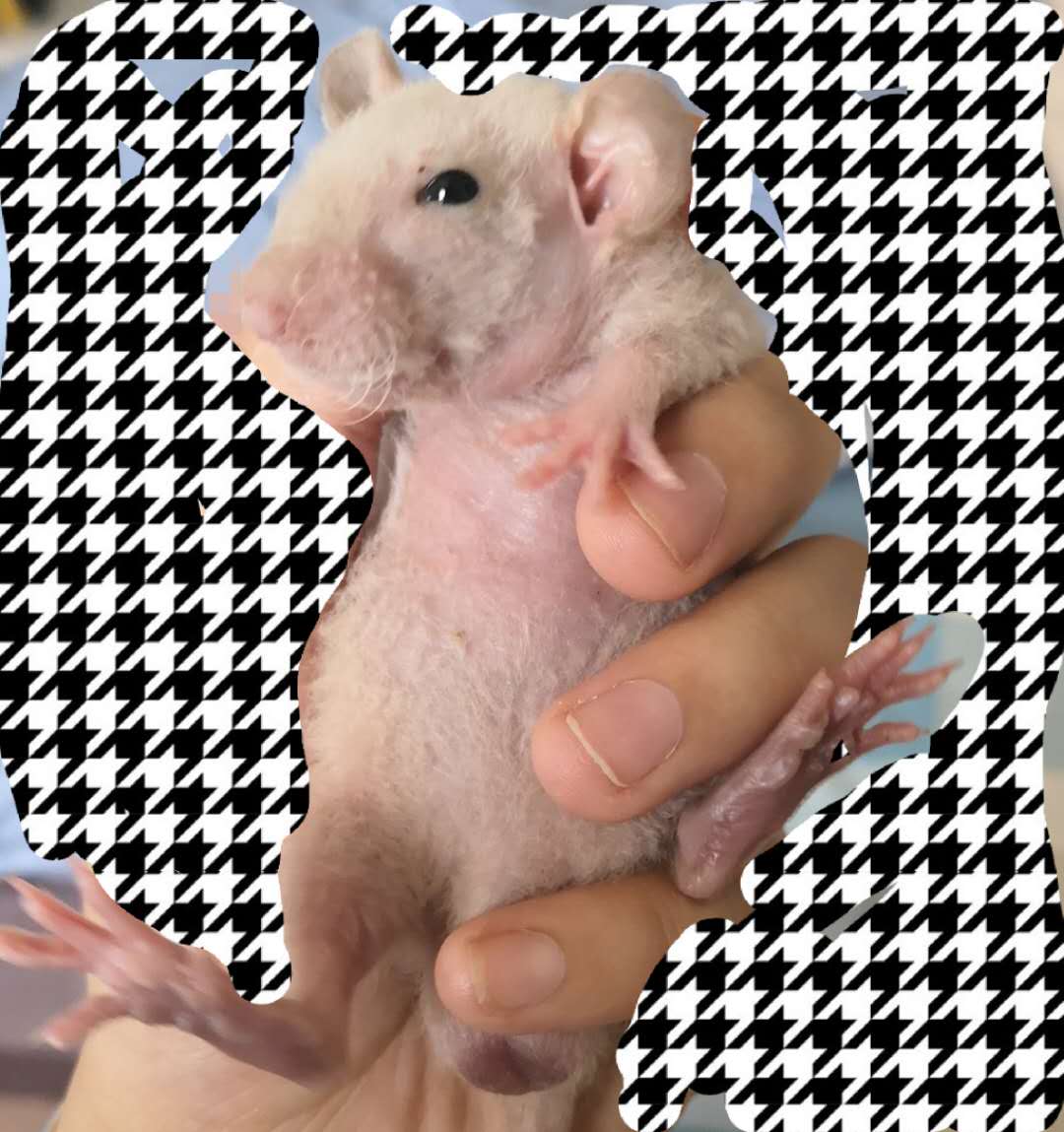 都知道无毛猫,你见过无毛花枝鼠么?裸鼠虽好养,功得要做足