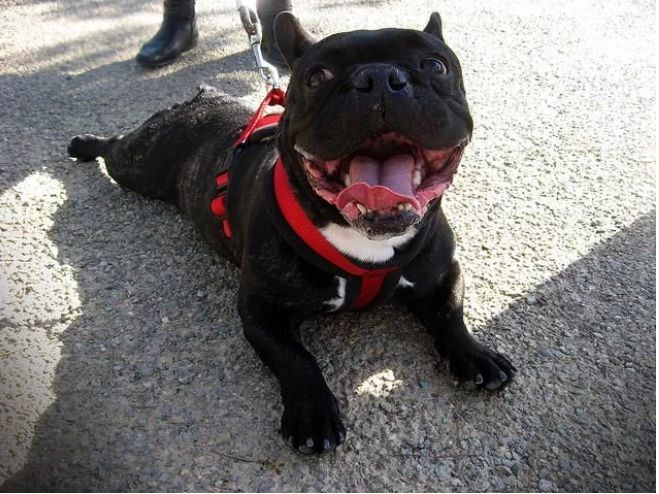 宠物百科澳洲牧牛犬,蓝色法国斗牛犬优缺点