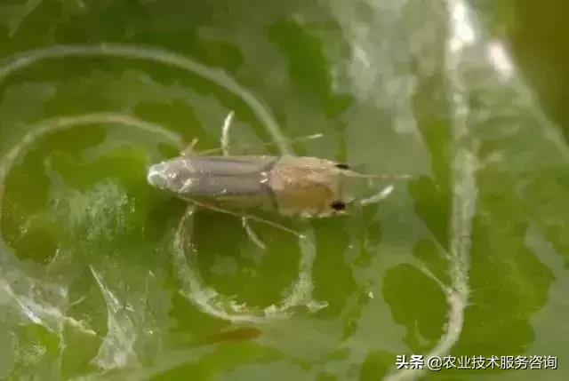 柑橘虫害高清图谱及防治方法,柑橘虫害物理消灭