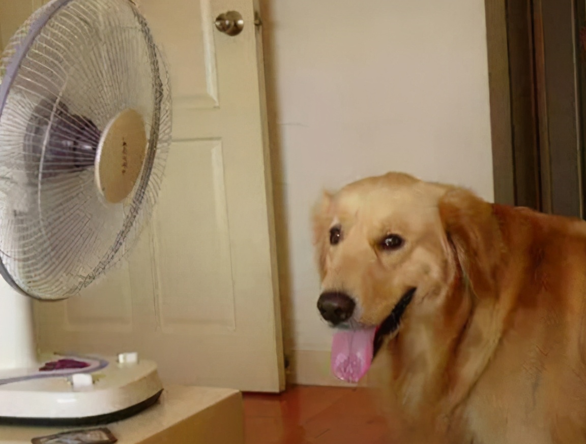 狗狗中暑的急救方法,狗狗中暑和解救方法