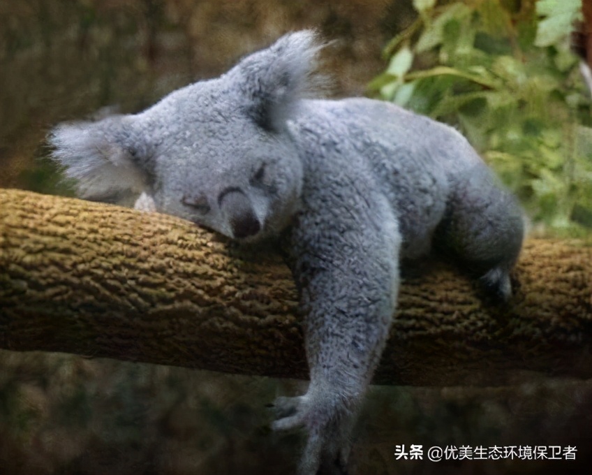 树袋熊的便便为什么是方形的,树袋熊有趣的知识