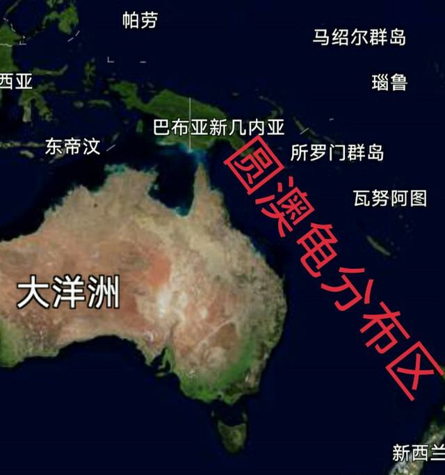 圆澳龟如何才能养好,圆澳龟为什么不建议新手养