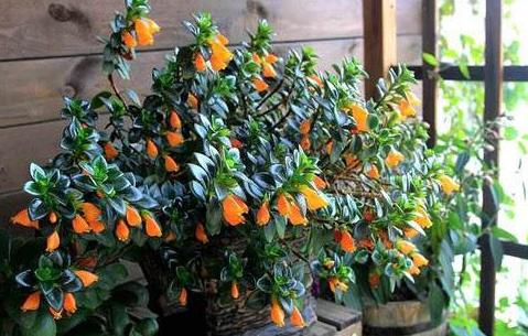 金鱼吊兰怎么养能养成老桩,怎样养殖金鱼吊兰才会花开旺